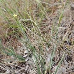 Tricoryne elatior at Belconnen, ACT - 27 Oct 2017