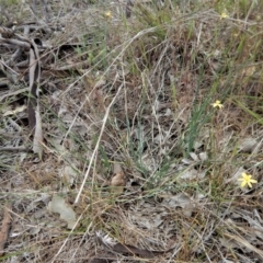 Tricoryne elatior at Belconnen, ACT - 27 Oct 2017