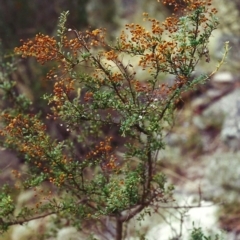 Bursaria spinosa (Native Blackthorn, Sweet Bursaria) at Conder, ACT - 10 Mar 2001 by MichaelBedingfield