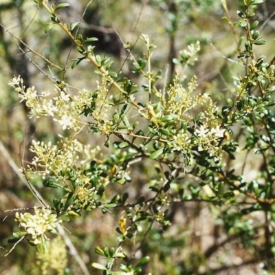 Bursaria spinosa (Native Blackthorn, Sweet Bursaria) at Tuggeranong Hill - 27 Nov 1999 by michaelb