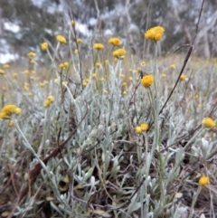 Chrysocephalum apiculatum (Common Everlasting) at Cook, ACT - 25 Oct 2017 by CathB