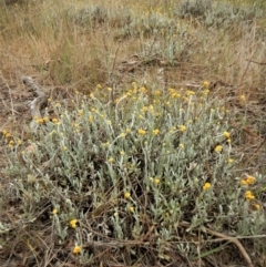 Chrysocephalum apiculatum at Cook, ACT - 26 Oct 2017