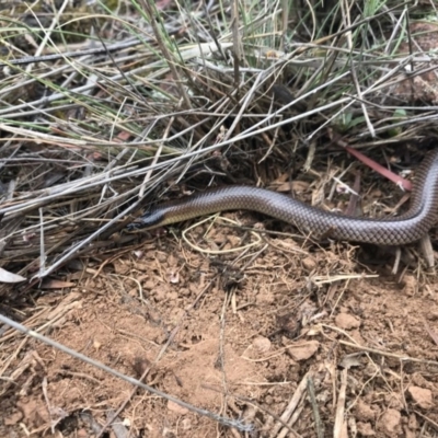 Parasuta dwyeri (Dwyer's Black-headed Snake) at Goorooyarroo NR (ACT) - 28 Oct 2017 by JasonC
