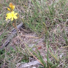 Bulbine bulbosa (Golden Lily, Bulbine Lily) at Sutton, NSW - 31 Oct 2017 by davidmcdonald