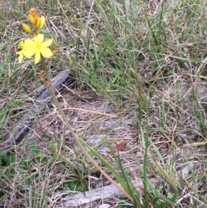 Bulbine bulbosa at Sutton, NSW - 31 Oct 2017