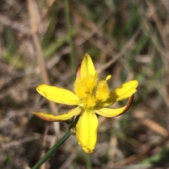 Bulbine bulbosa at Sutton, NSW - 31 Oct 2017