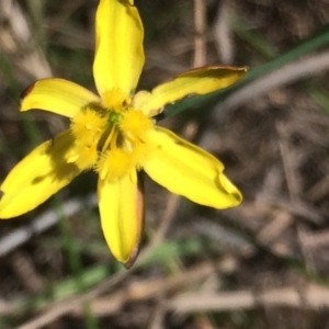 Bulbine bulbosa at Sutton, NSW - 31 Oct 2017