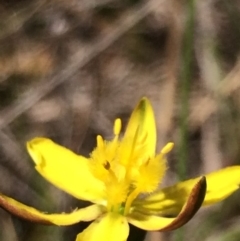 Bulbine bulbosa at Sutton, NSW - 31 Oct 2017