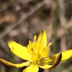 Bulbine bulbosa at Sutton, NSW - 31 Oct 2017