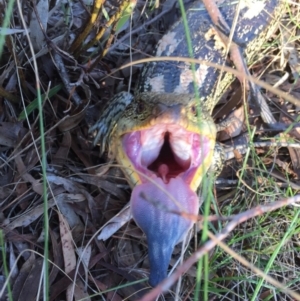 Tiliqua nigrolutea at Bywong, NSW - 29 Oct 2017 05:41 PM