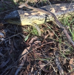 Tiliqua nigrolutea at Bywong, NSW - 29 Oct 2017 05:41 PM