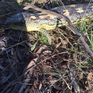 Tiliqua nigrolutea at Bywong, NSW - 29 Oct 2017 05:41 PM