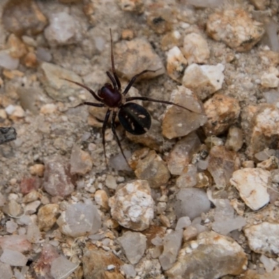 Habronestes bradleyi (Bradley's Ant-Eating Spider) at Paddys River, ACT - 25 Oct 2017 by SWishart