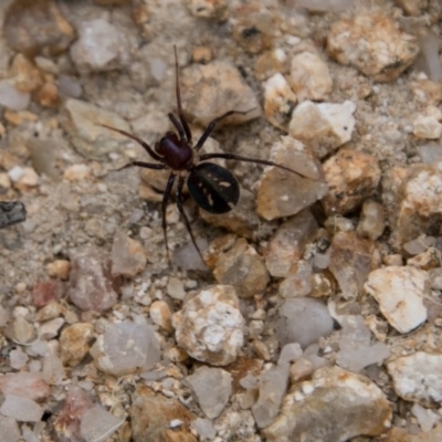 Habronestes bradleyi (Bradley's Ant-Eating Spider) at Paddys River, ACT - 25 Oct 2017 by SWishart