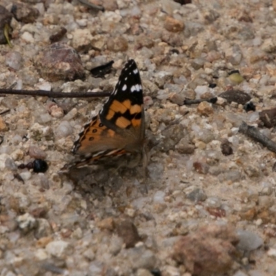 Vanessa kershawi (Australian Painted Lady) at Paddys River, ACT - 25 Oct 2017 by SWishart