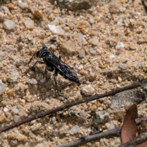 Sphecidae or Crabronidae (families) at Paddys River, ACT - 25 Oct 2017