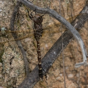 Adversaeschna brevistyla at Paddys River, ACT - 25 Oct 2017 01:38 PM