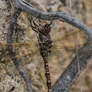 Adversaeschna brevistyla at Paddys River, ACT - 25 Oct 2017 01:38 PM