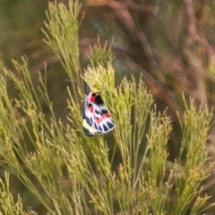 Delias harpalyce (Imperial Jezebel) at Paddys River, ACT - 25 Oct 2017 by SWishart