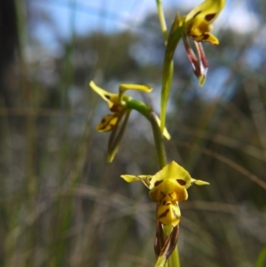 Diuris sulphurea at Acton, ACT - suppressed