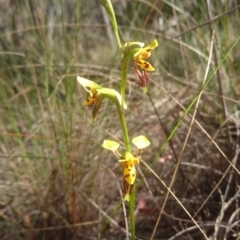 Diuris sulphurea at Acton, ACT - suppressed