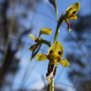 Diuris sulphurea at Acton, ACT - suppressed