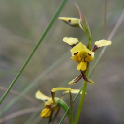 Diuris sulphurea (Tiger Orchid) at Acton, ACT - 27 Oct 2017 by ClubFED