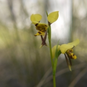 Diuris sulphurea at Acton, ACT - suppressed