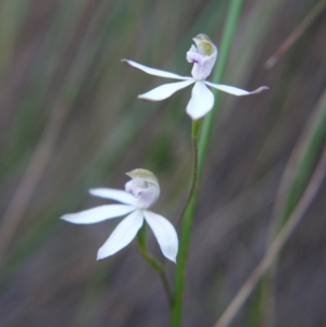 Caladenia moschata at Canberra Central, ACT - suppressed