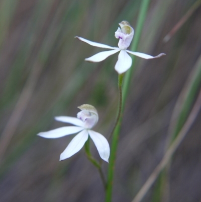 Caladenia moschata (Musky Caps) at Canberra Central, ACT - 27 Oct 2017 by ClubFED