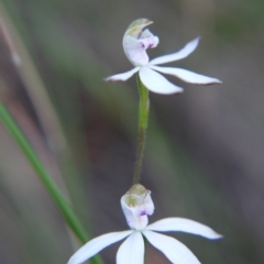 Caladenia moschata at Canberra Central, ACT - suppressed