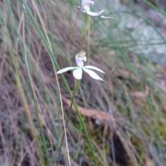 Caladenia moschata at Canberra Central, ACT - suppressed