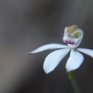 Caladenia moschata at Canberra Central, ACT - 27 Oct 2017