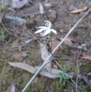 Caladenia moschata at Canberra Central, ACT - suppressed