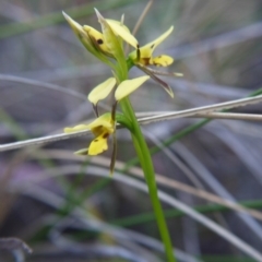 Diuris sulphurea (Tiger Orchid) at Canberra Central, ACT - 27 Oct 2017 by ClubFED