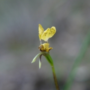 Diuris nigromontana at Canberra Central, ACT - 27 Oct 2017