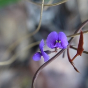 Hardenbergia violacea at Canberra Central, ACT - 27 Oct 2017