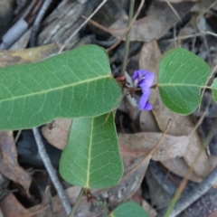 Hardenbergia violacea at Canberra Central, ACT - 27 Oct 2017