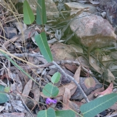 Hardenbergia violacea at Canberra Central, ACT - 27 Oct 2017