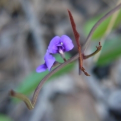 Hardenbergia violacea at Canberra Central, ACT - 27 Oct 2017 04:31 PM