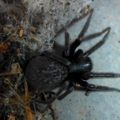 Badumna insignis (Black House Spider) at Reid, ACT - 29 Oct 2017 by JanetRussell