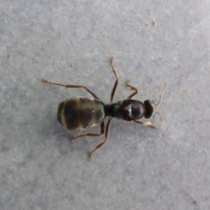 Iridomyrmex purpureus at Reid, ACT - 28 Oct 2017 11:53 AM