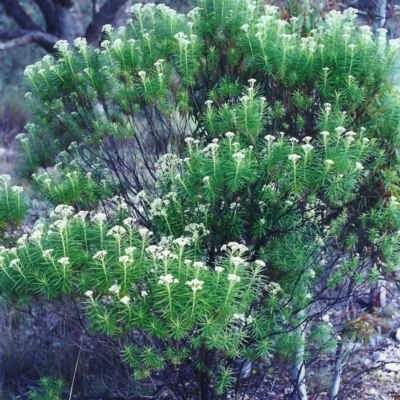 Cassinia longifolia (Shiny Cassinia, Cauliflower Bush) at Theodore, ACT - 5 Nov 2000 by MichaelBedingfield