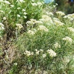 Cassinia longifolia (Shiny Cassinia, Cauliflower Bush) at Tuggeranong Hill - 27 Nov 1999 by michaelb