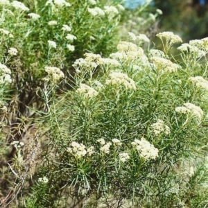 Cassinia longifolia at Conder, ACT - 28 Nov 1999