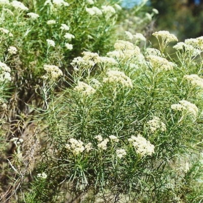 Cassinia longifolia (Shiny Cassinia, Cauliflower Bush) at Conder, ACT - 27 Nov 1999 by michaelb