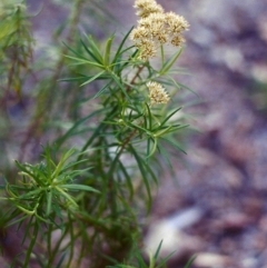 Cassinia longifolia (Shiny Cassinia, Cauliflower Bush) at Conder, ACT - 30 Jan 2000 by MichaelBedingfield