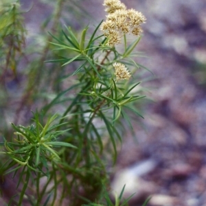 Cassinia longifolia at Conder, ACT - 30 Jan 2000