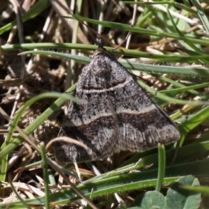 Antasia flavicapitata at Mount Clear, ACT - 29 Oct 2017 03:47 PM