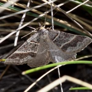 Antasia flavicapitata at Mount Clear, ACT - 29 Oct 2017